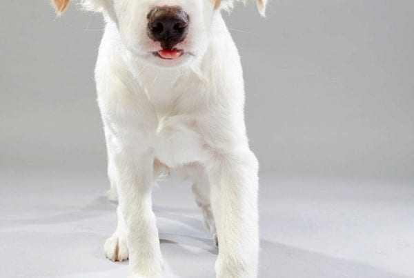puppy bowl clover one tail at a time