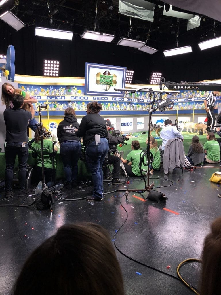 puppy bowl clover one tail at a time