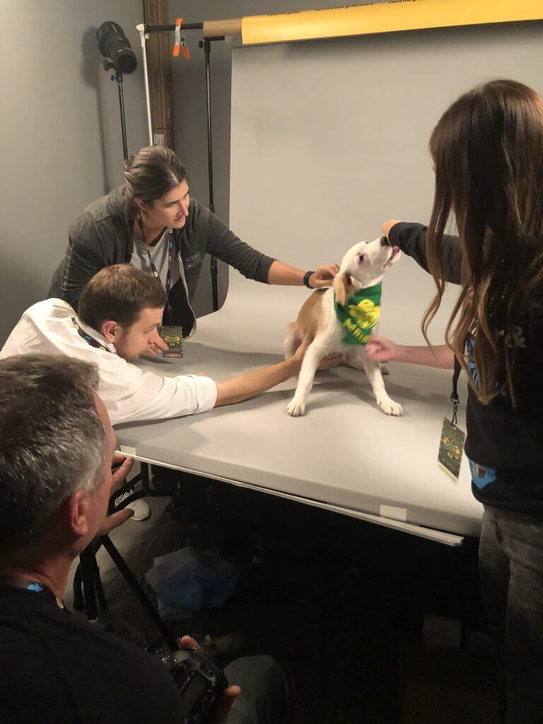 puppy bowl clover one tail at a time