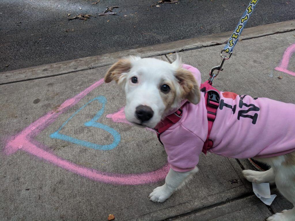 puppy bowl clover one tail at a time