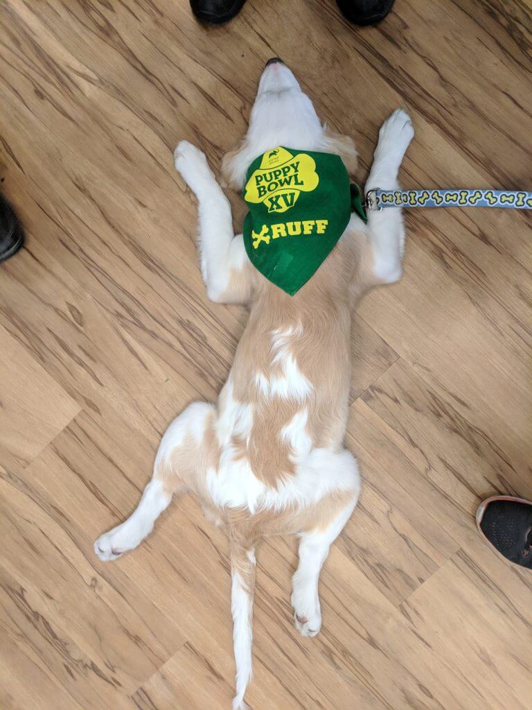 puppy bowl clover one tail at a time
