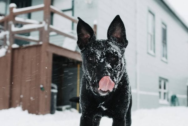 dog training keep dogs busy in winter one tail at a time
