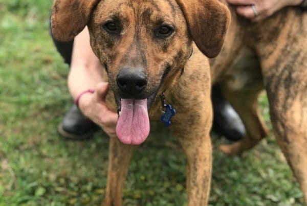 One Tail at a Time Saying Goodbye Foster Dog