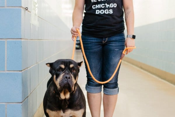 Chicago Rescue Day One Tail at a Time