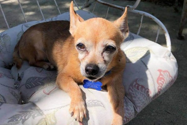 One Tail at a Time senior dogs grey muzzle organization