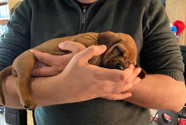 one tail at a time puppy grams chicago dog rescue