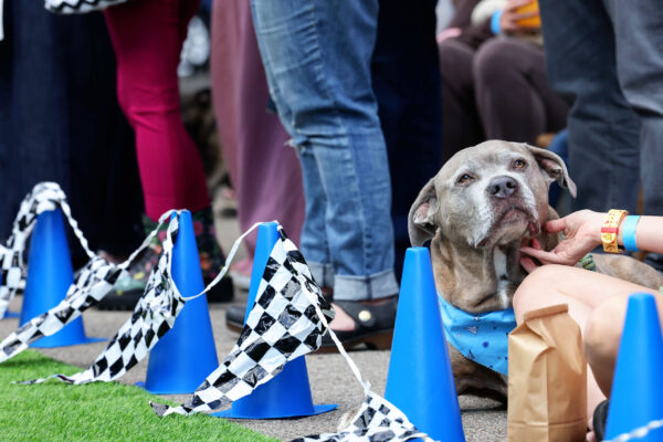 jeremylawsonphotography_tinydog2025_10