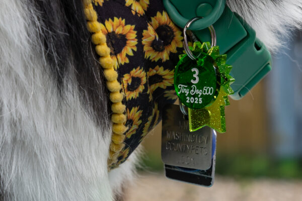 tiny-dog-2025-_441
