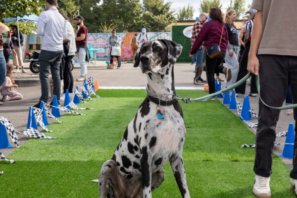 tiny-dog-2025-_502