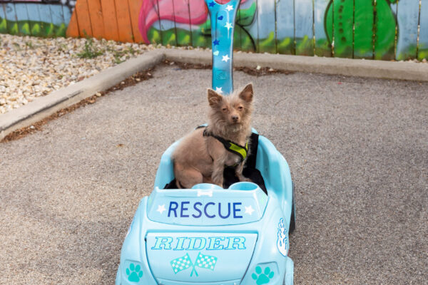tiny-dog-2025-_514